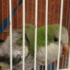 NYPD Finds Missing Parrot "Cuca" Stolen From Bronx Woman